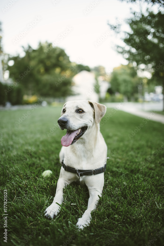 Yellow lab in the grass with a tennis ball Yellow lab in the grass with a tennis ball
