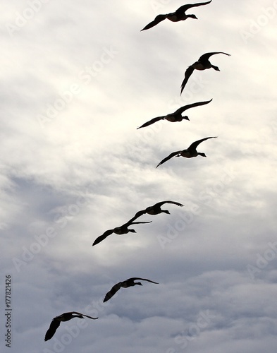 bird, geese, sky, flying, fall migration, white, black