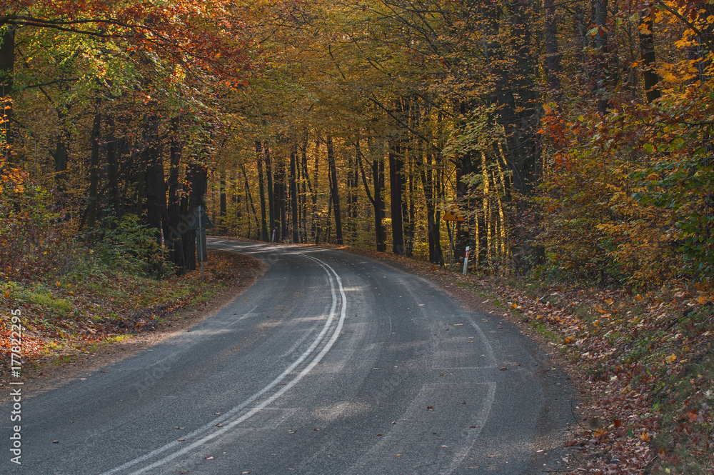 Obraz premium Las jesienią.