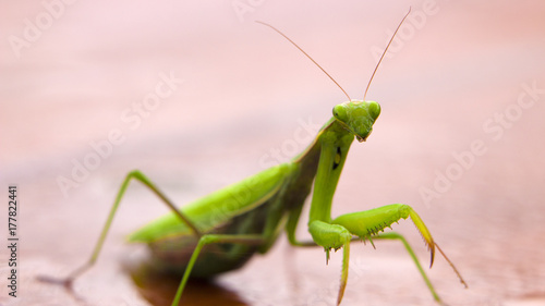 Mantis on flower, Mantis religiosa, beautiful evening sun, Czech republic.