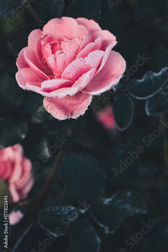 Frosty gorgeous pink garden rose against dark foliage, copy space