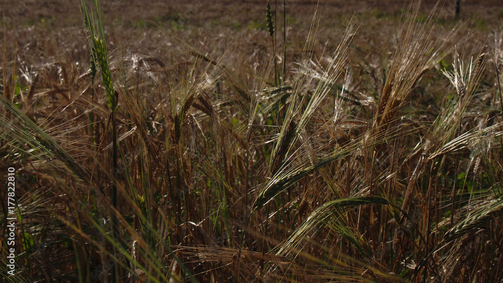 Wheat field Wheat field