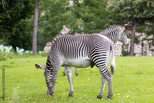 Zebra in a green savanna photo