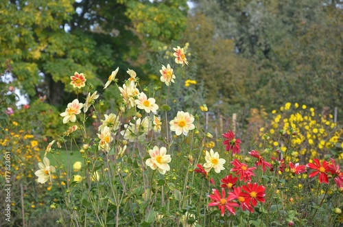 Fototapeta Naklejka Na Ścianę i Meble -  Dahlien blühen üppig im Herbstrten