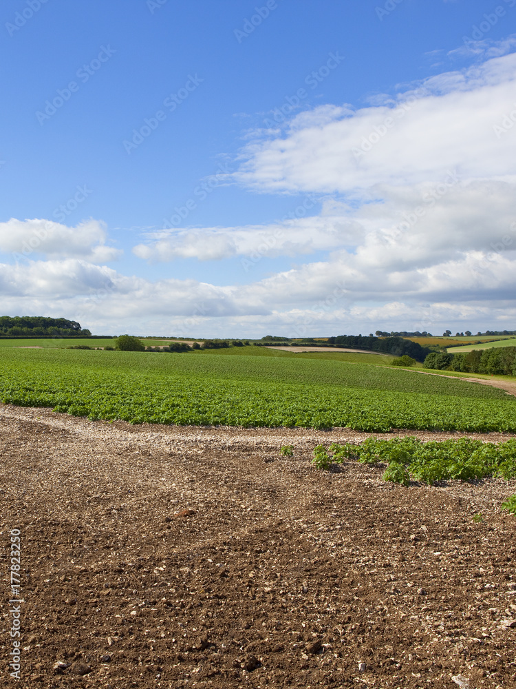 potato crop and chalky soil potato crop and chalky soil