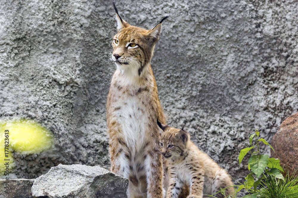 Fototapeta premium a female of the northern lynx with a brood, in the ruins of a meteorological station in Siberia