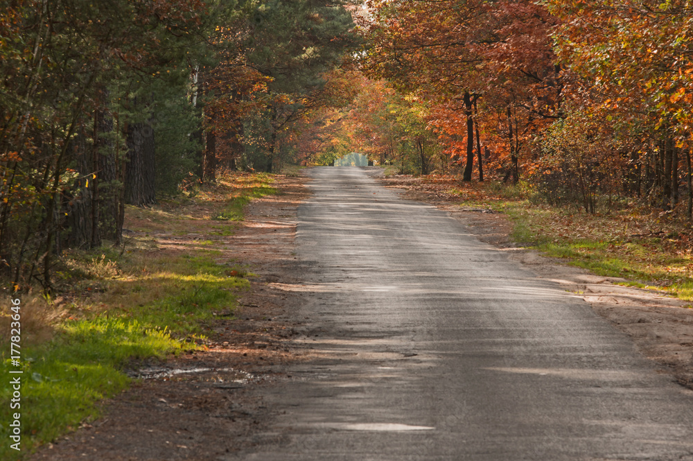 Obraz premium Las jesienią.