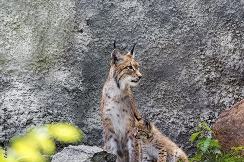 a female of the northern lynx with a brood, in the ruins of a meteorological station in Siberia