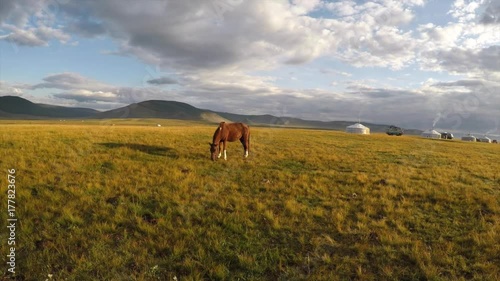 mongolian horse in a landscape of northern Mongolia photo