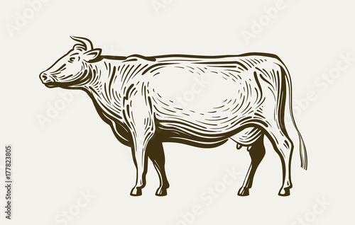 Cow standing, view profile. Farm animal, beef, milk. Sketch vector illustration