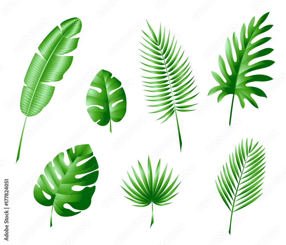 the leaves of tropical trees and palm trees color illustration