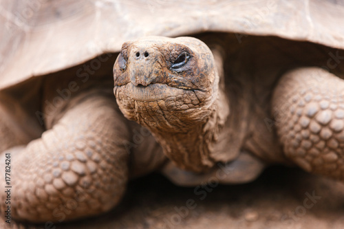 Galapagos giant tortoise © BlueOrange Studio