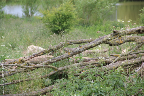 branches by lake