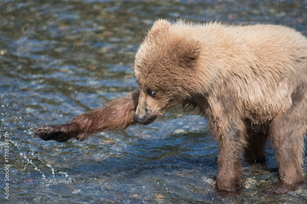 Fototapeta premium Alaskan brown bear cub in Brooks River