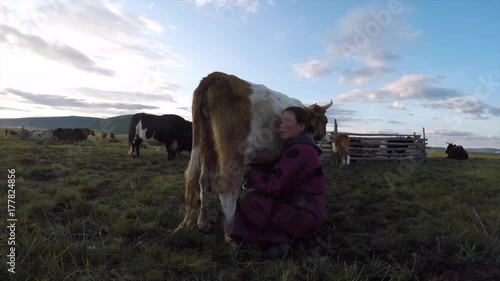 Mongolian nomad woman milking a cow