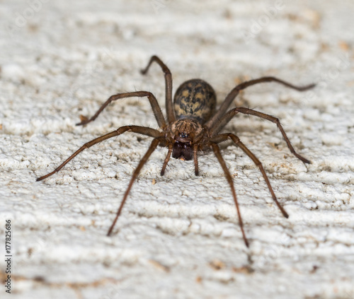 Spider on the wall lat.Tegenaria domestica.