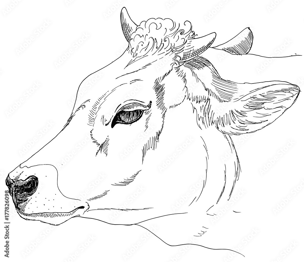 Obraz premium head of a cow. A sketch of the liner. Freehand drawing. Vector