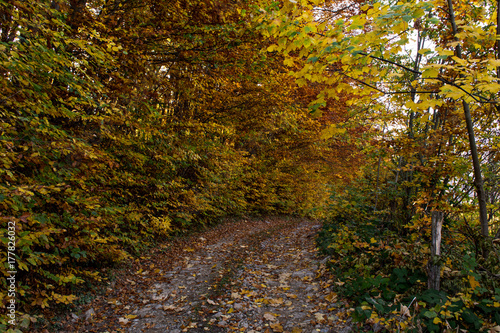 Forest in autumn
