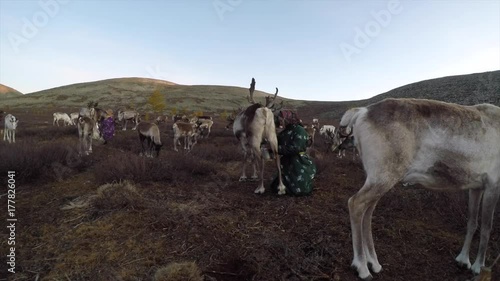 Tsaatan woman milking a reindeer in early morning, in Northern Mongolia
