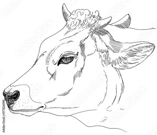 head of a cow. A sketch of the liner. Freehand drawing. Vector