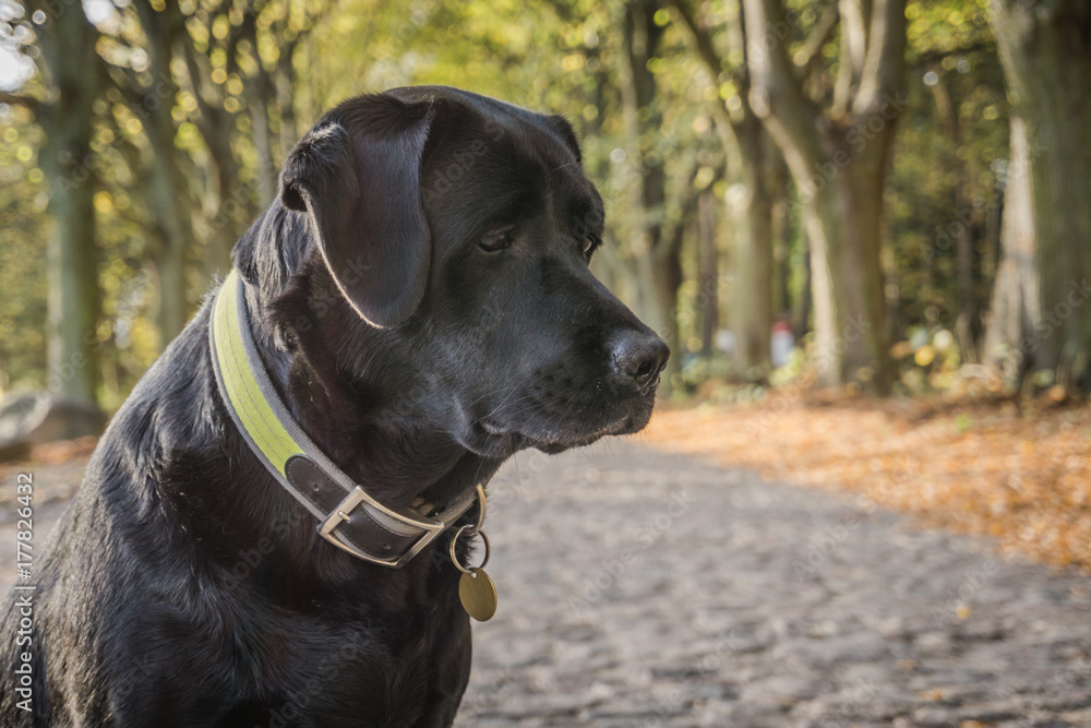 Black dog Labrador Retriever is sitting on the forest road in Poland in the autumn