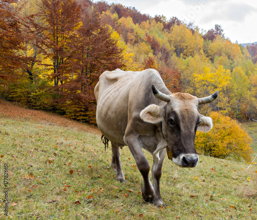 Cow portrait