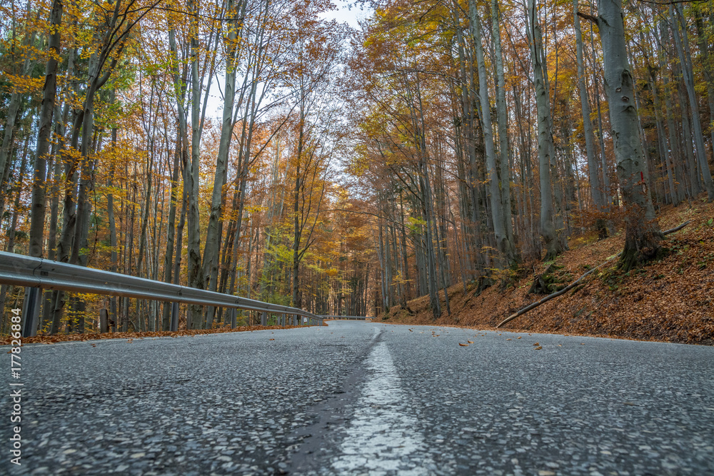 Fototapeta premium Autumn road