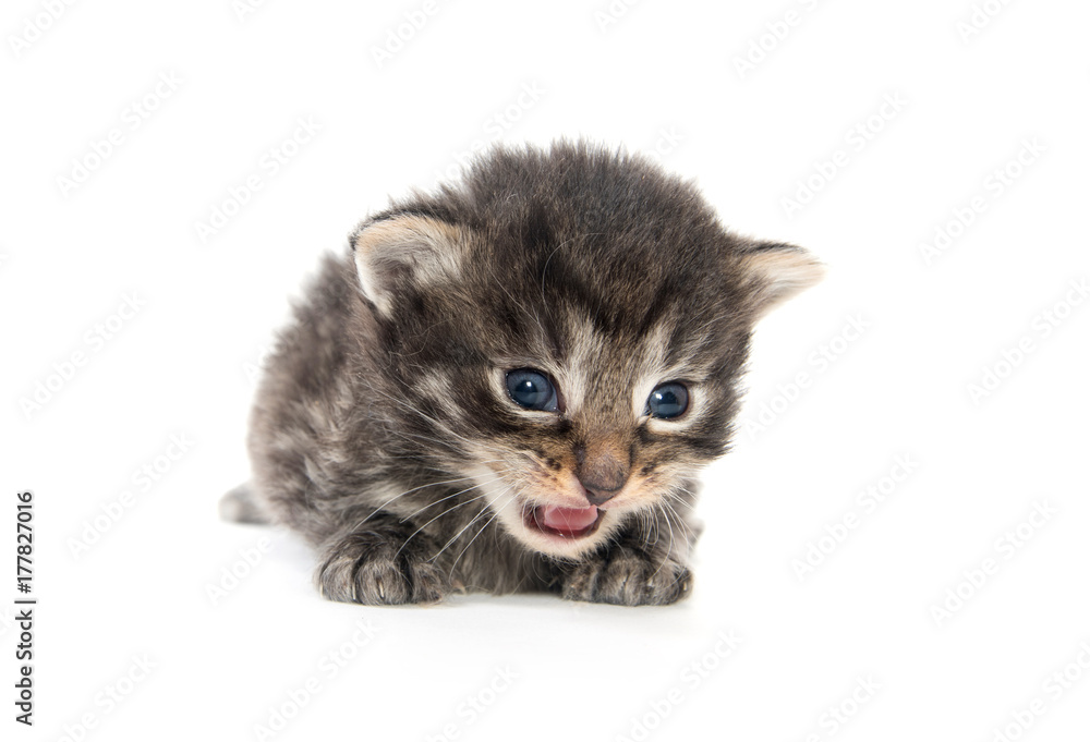 Three week old tabby kitten Three week old tabby kitten
