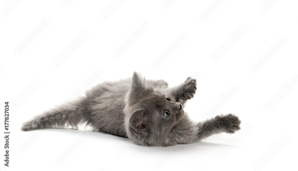 Obraz premium Cute gray kitten playing