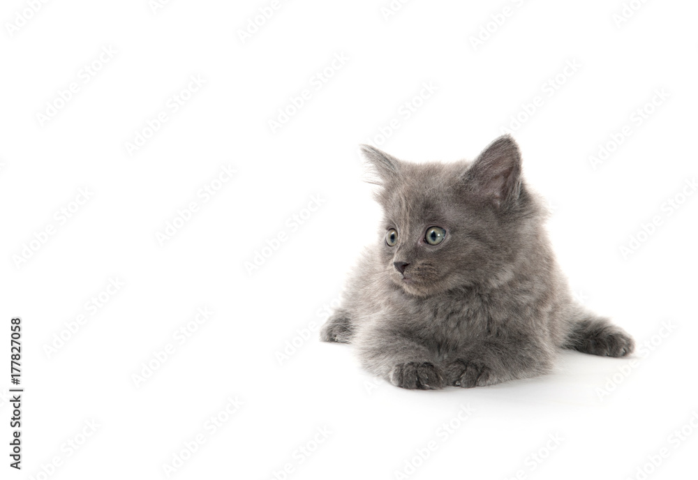 Fototapeta premium cute gray kitten on white