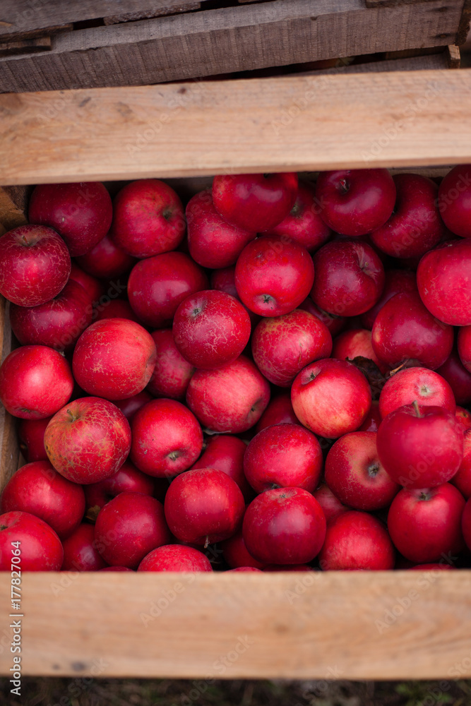red apples red apples