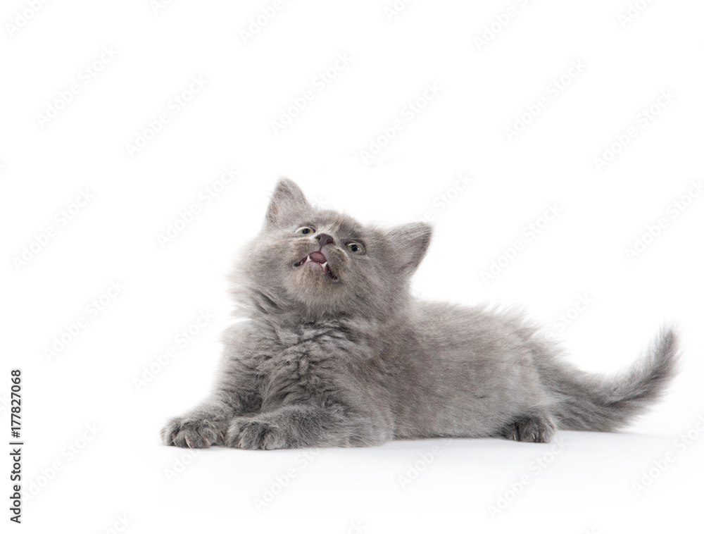 cute gray kitten on white