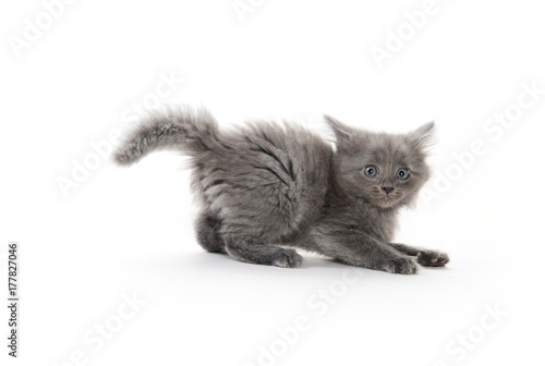 Scared kitten on white