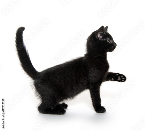 Cute black kitten on white