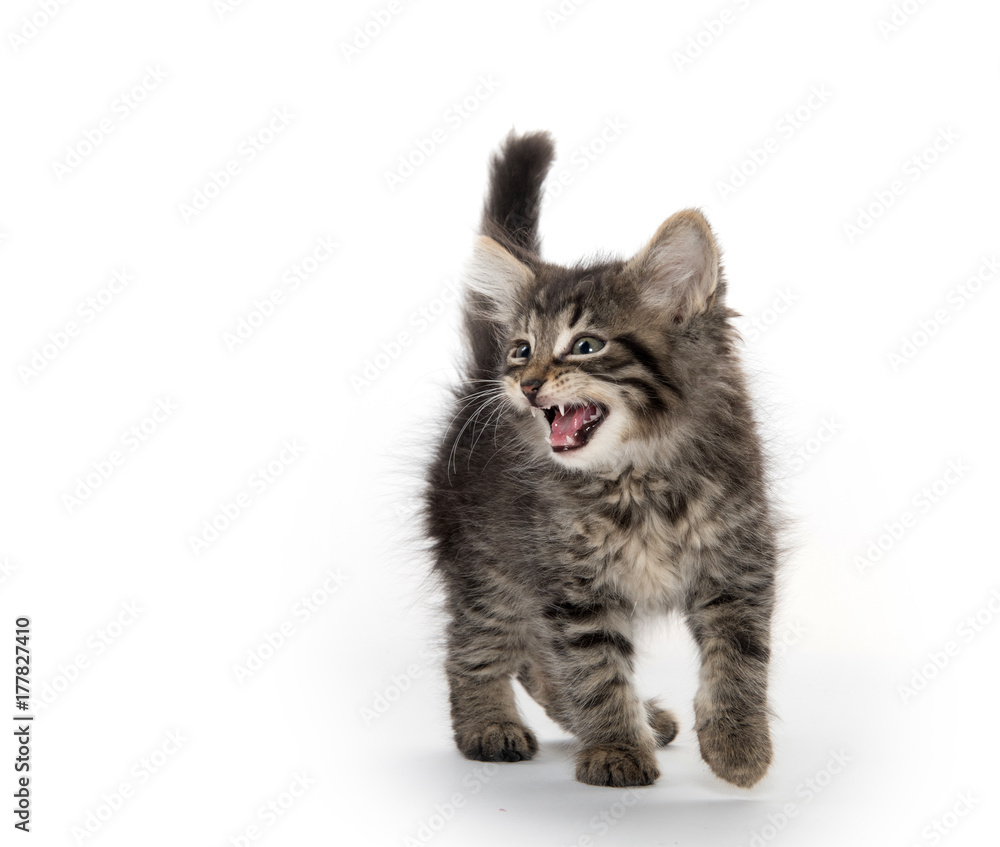 Fototapeta premium cute tabby crying