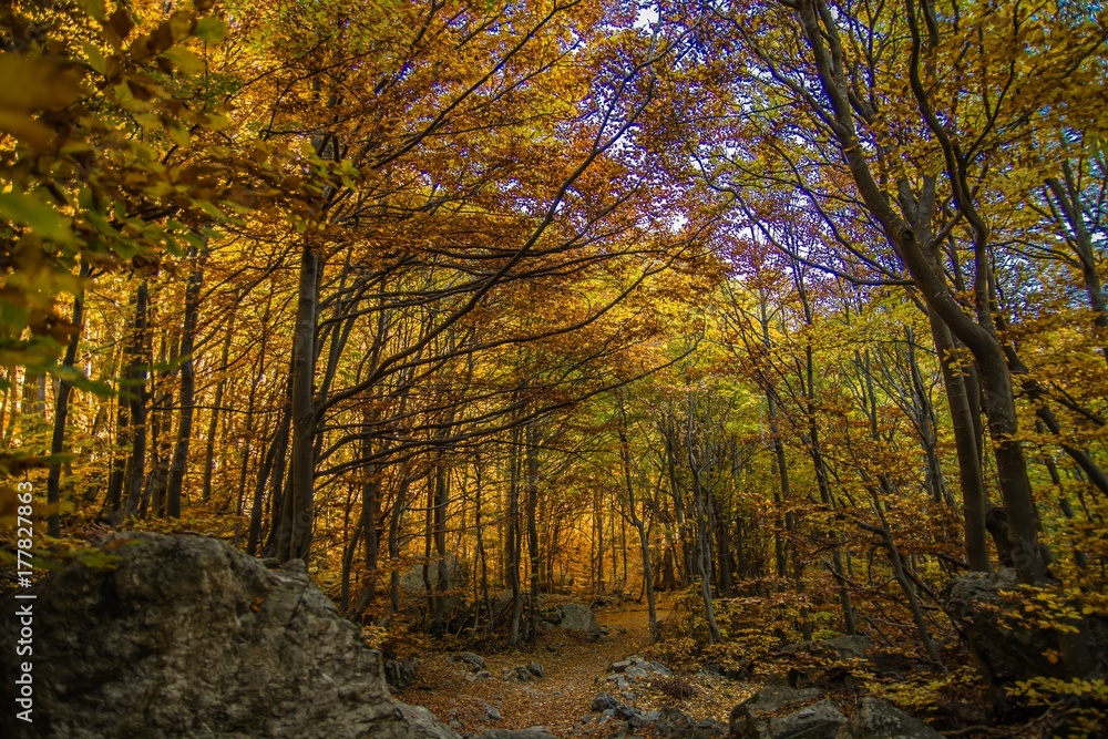 Fototapeta premium Autunno nel bosco