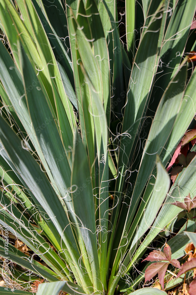 Obraz premium Sword like green leafs