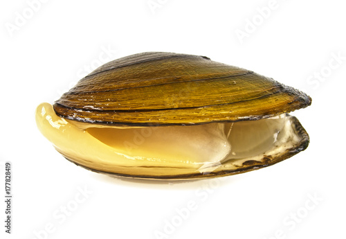 Vászonkép Fresh raw clam on a white background