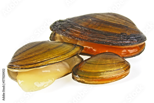 Three clams on a white background