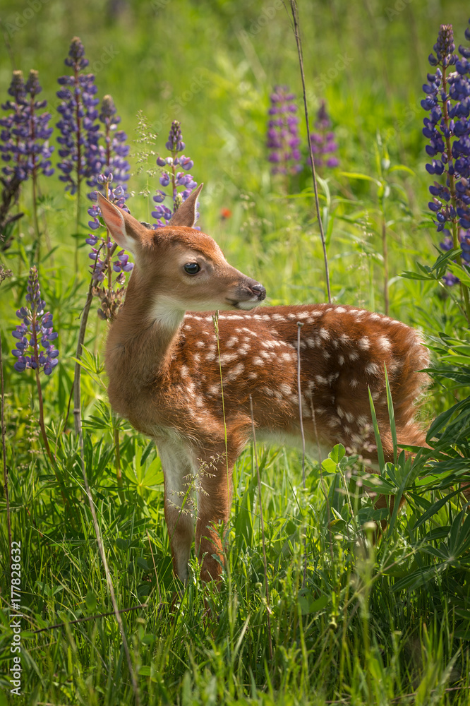 White-Tailed Deer Fawn (Odocoileus virginianus) Stands Still