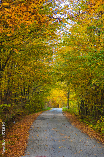 Autumn trees covered with yellow, orange leaves surrounding the country road