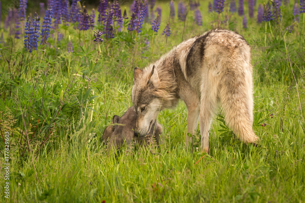 Grey Wolf (Canis lupus) Nudges Pup