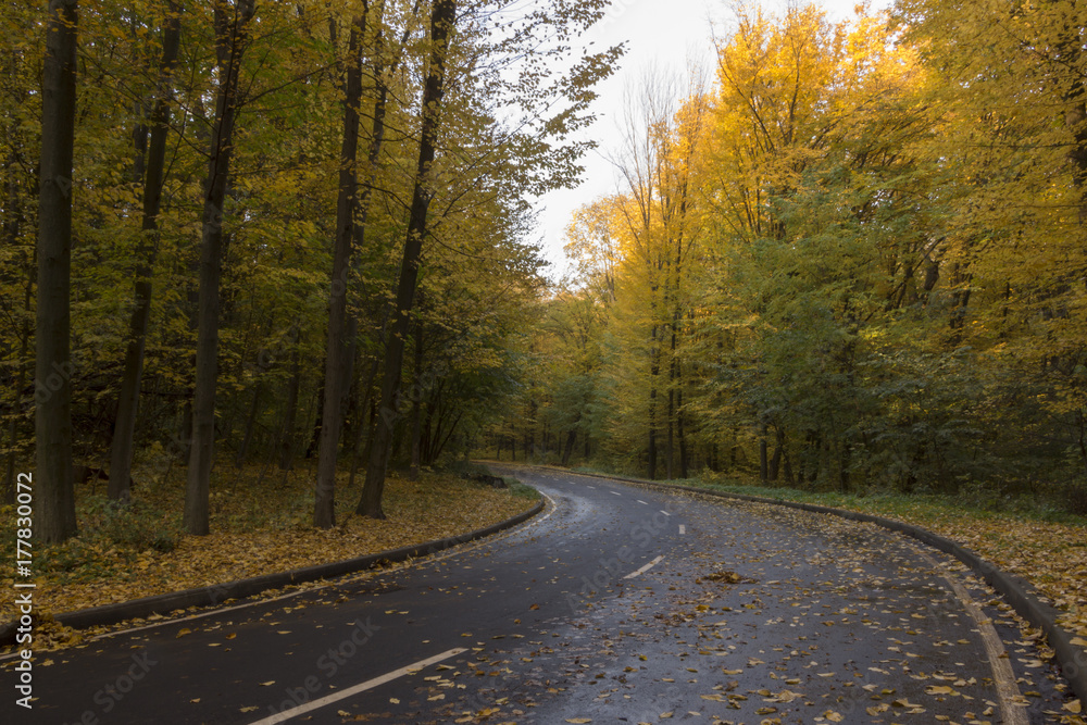 Road in the autumn forest, yellow leaves on the asphalt and trees Road in the autumn forest, yellow leaves on the asphalt and trees