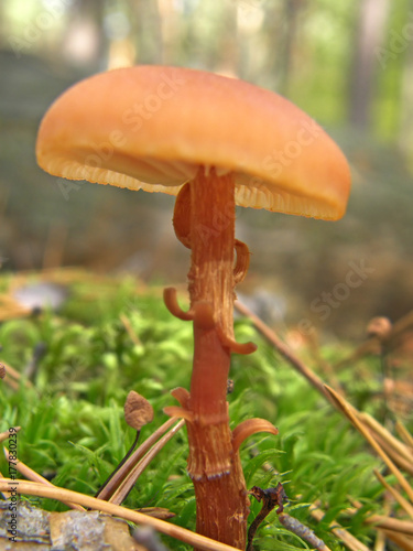 Forest mushroom photo.
