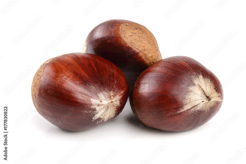 fresh edible chestnut isolated on white background fresh edible chestnut isolated on white background