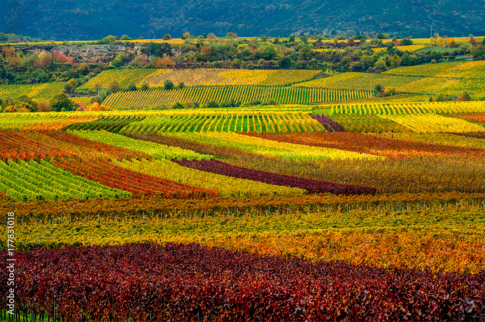 vineyard in the autumn