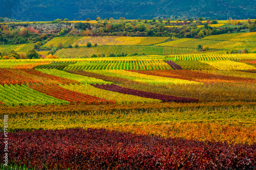 vineyard in the autumn