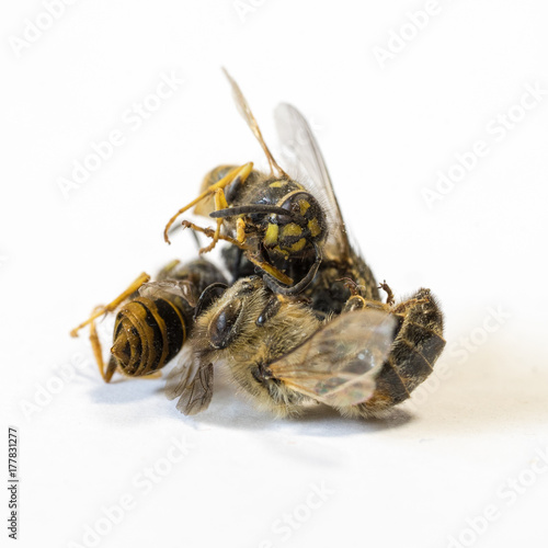 Pile of dead insects on white background VI