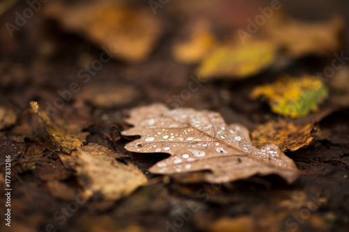 Fall leaf with droplets 2