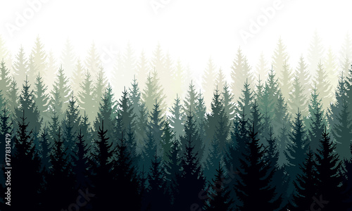 Vector landscape with green silhouettes of coniferous trees in the mist photo